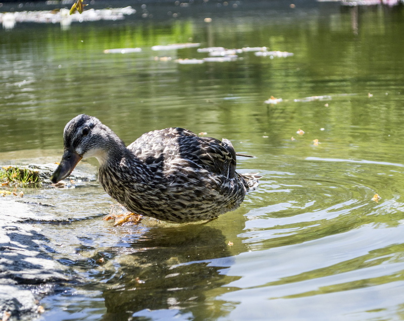 springtime, animals in the wild, reflection, animal, natural, focus on foreground, Duck, yellow, summer, wild, waterfowl, Bird, wing, Wildlife, ripples