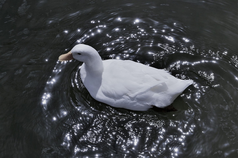river, bill, day, animals in the wild, swan, romance, animal, wildlife, outdoor, summer, water bird, waterfront, lake, animal themes, graceful, vertebrate
