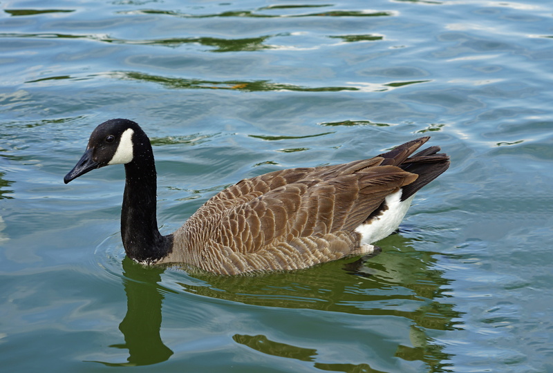 5K, canada goose, lake, water, reflection, orange, water bird, wildlife, duck, raggio studios, beak, rippled, feather, avian, poultry, waterfront, white
