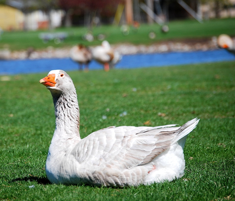 goose, feather, focus on foreground, animal themes, no people, vertebrate, day, landscape, peaceful, wing, blue, nature, elegant, winter, calm, tranquil