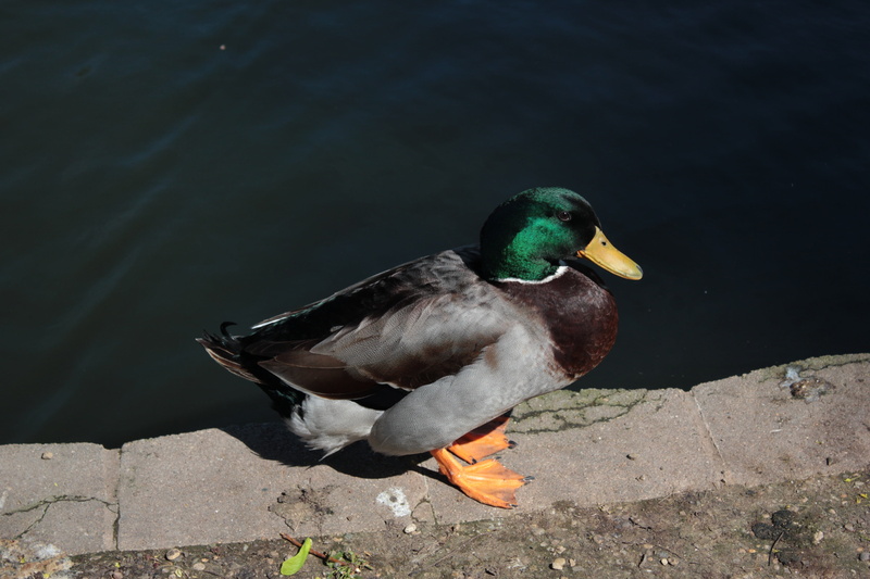 one animal, animal wildlife, vertebrate, green, water bird, spring, scenic, park, poultry, male, bill, duck, forest, water, mammal, pond, animal, high angle view