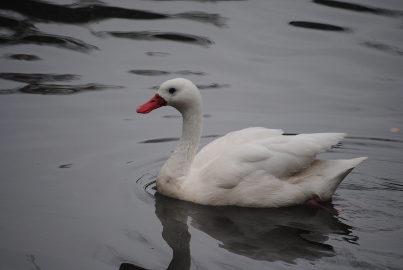 neck, pond, elegant, zoology, no people, black, day, purity, animal, animal themes, spring, elegance, summer, symbol, wild, nature, feather, wildlife, swan