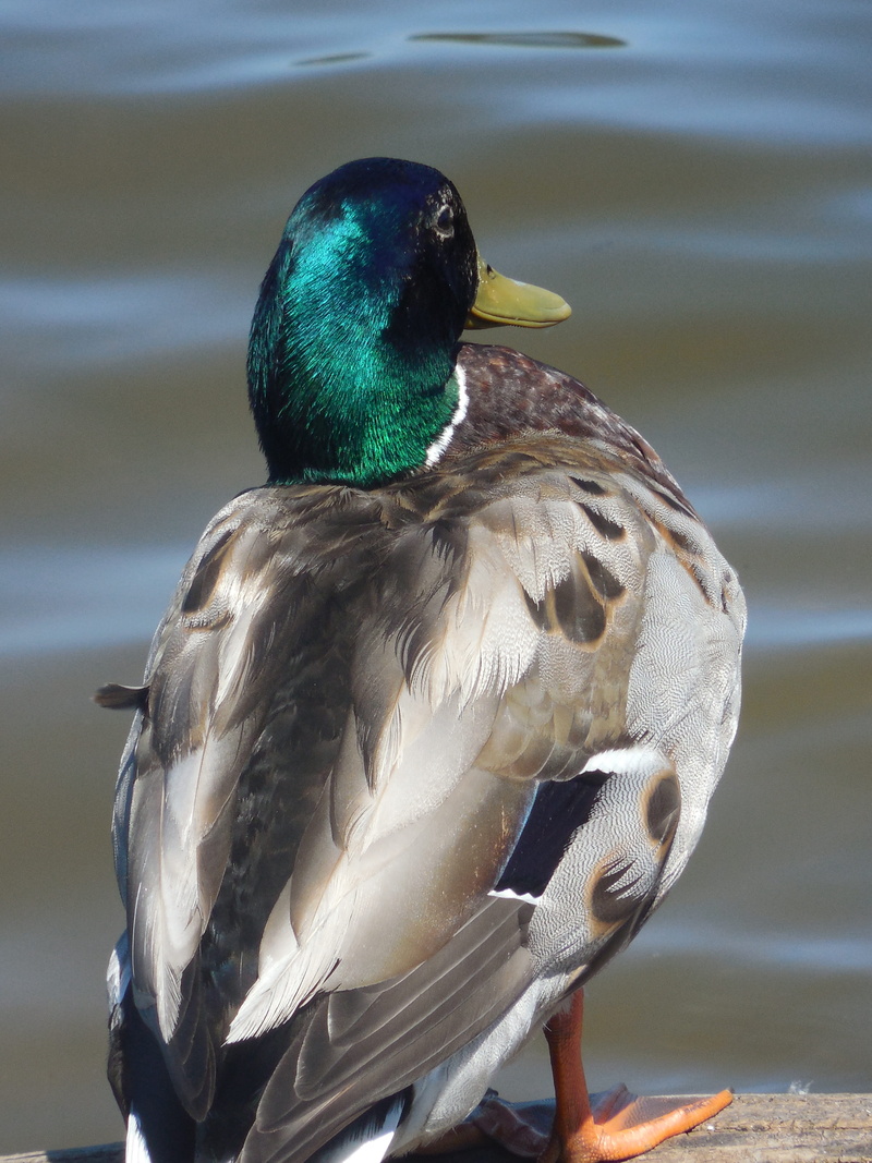 Drake, perching, close-up, Wildlife, water Bird, lake, wing, animal themes, animals In The Wild, waterfowl, one Animal, pond, wild, male Animal, natural