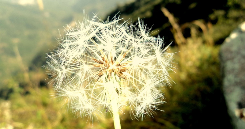 vulnerability, flower head, dandelion, macro, uncultivated, background, white color, flower, dandelion seed, day, 4K, showcase, desktop, freshness, plant