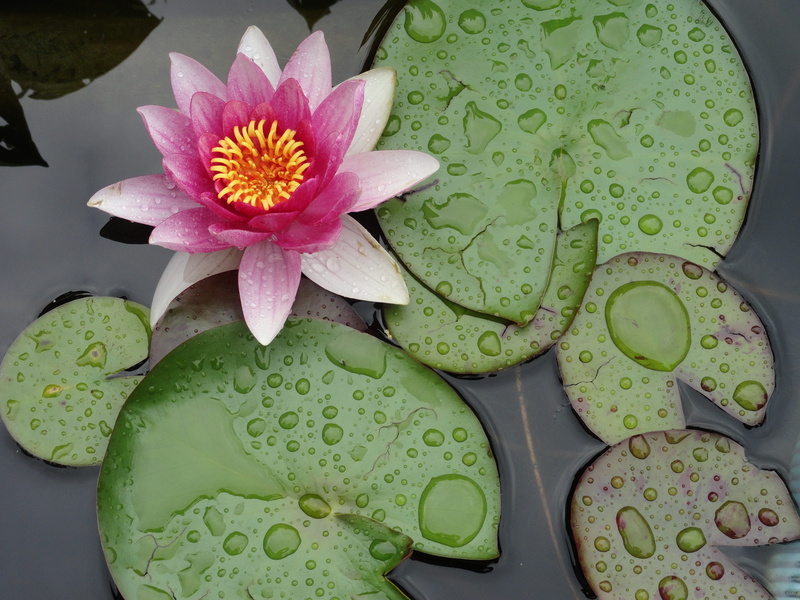 flower head, pond, floating on water, nature, close-up, refreshment, Lily Pad, no people, flowering plant, pollen, Orchid, joy, 4K, summer, vulnerability