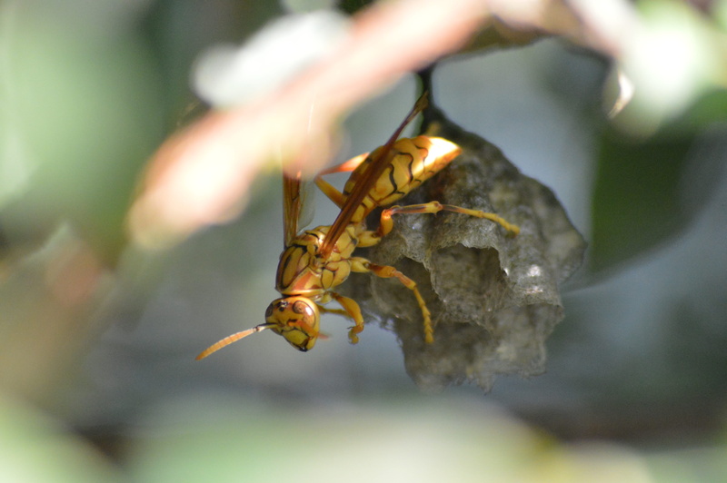 apidae, 5K, outdoors, finch, asilidae, food, andrena, selective focus, one animal, bird, wasp, animals in the wild, close-up, bird nest, insect, ant, plant