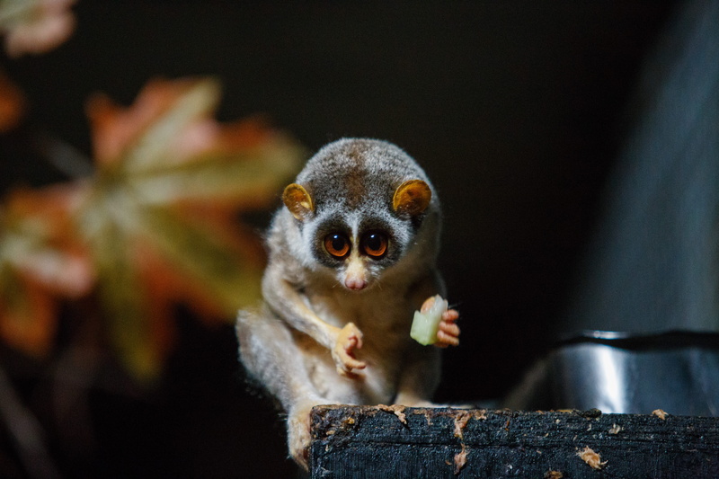 looking at camera, holding, wildlife, young animal, black, andrena, hornet, invertebrate, food, one animal, close-up, primate, monkey, lemur, dog, nature