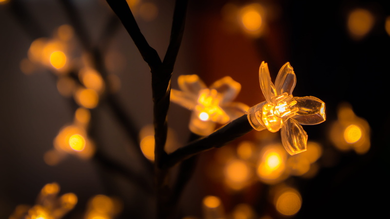 honey bee, andrena, dragonfly, hornet, black color, lighting, indoors, luxury, lighting equipment, flare, close-up, electricity, animal, black, shape, insect