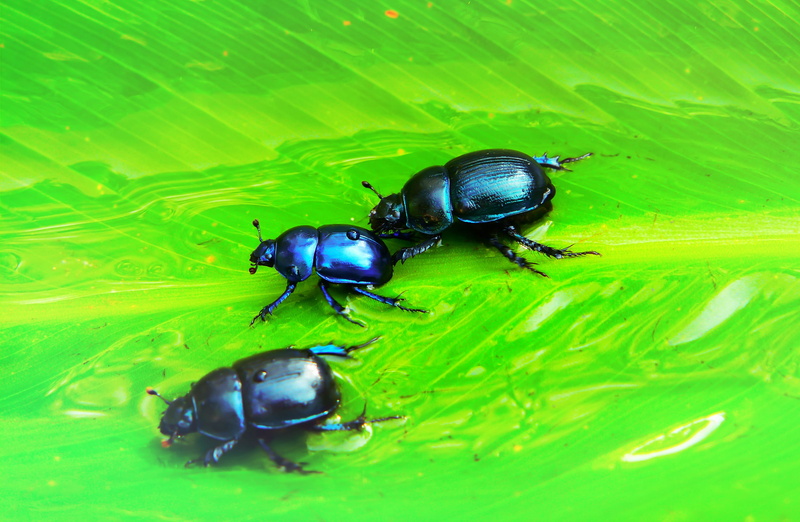 invertebrate, andrena, accessories, animal wildlife, insect, high angle view, beetle, beetles, bee, day, black color, water, ant, nature, aphid, wasp, 2K