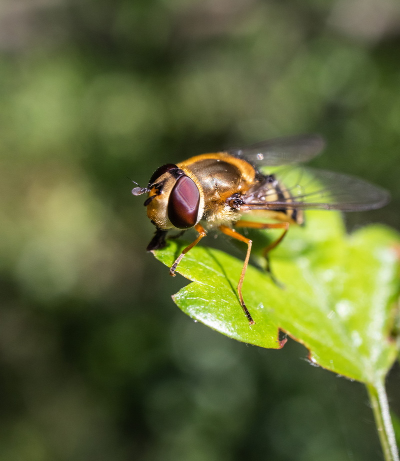wasp, apidae, photography, fly, macro, honey bee, one animal, outdoors, invertebrate, hoverfly insect outdoors nature reserve essex canon eos m6 28mm macro