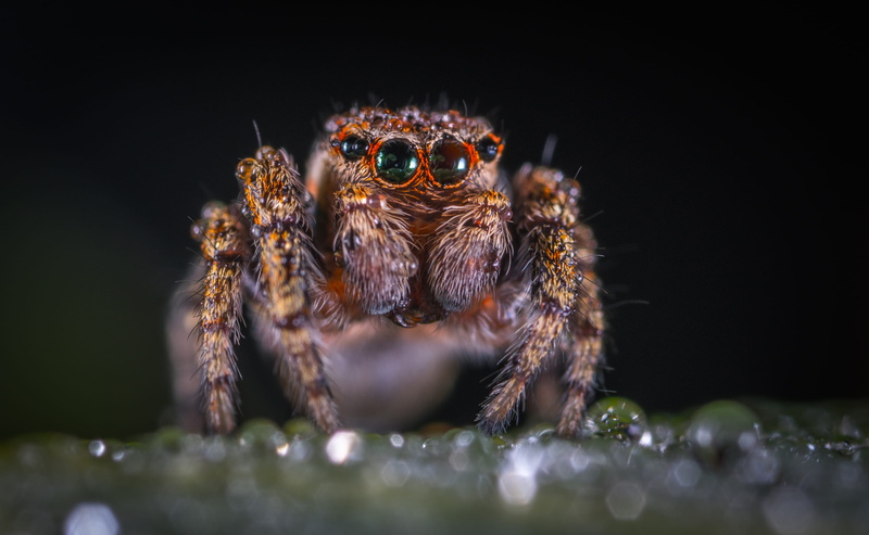 wasp, animal themes, animal body part, animal eye, animals in the wild, animal wildlife, insect, black background, eyes, close-up, photography, arachnid