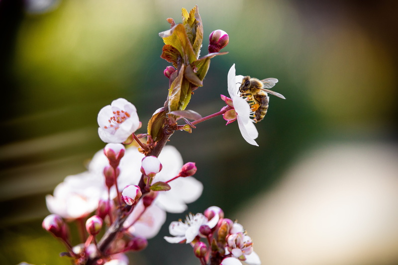 inflorescence, apidae, andrena, pink, animal, pink color, honey bee, pollination, plant, flowering plant, beauty in nature, close-up, pollen, brown, no people