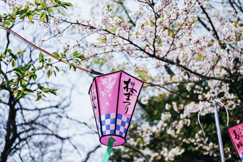 communication, animal, lantern, balloon, day, accessories, black, springtime, jewelry, low angle view, script, blossom, 5K, pink color, focus on foreground