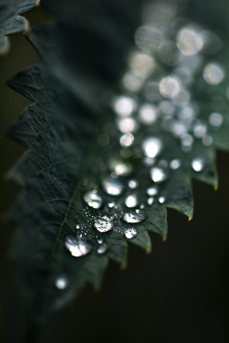 crystal, decoration, droplet, bubble, zipper, spider web, purity, person, bottle, close-up, no people, nature, plant, dew, diamond, vulnerability, silver