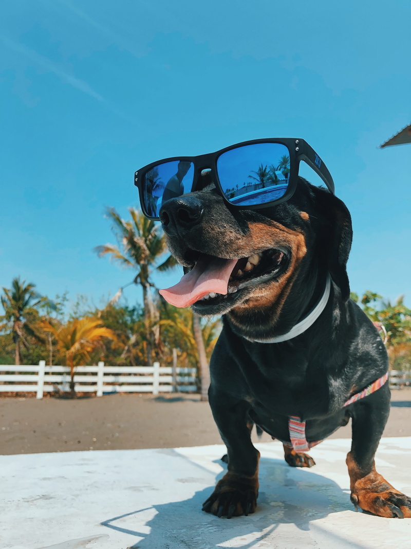 mouth, dog, purebred dog, wearing, looking, unnamed road, black, nature, arecaceae, pet, outdoors, tree, 4K, plant, animal, focus on foreground, mammal