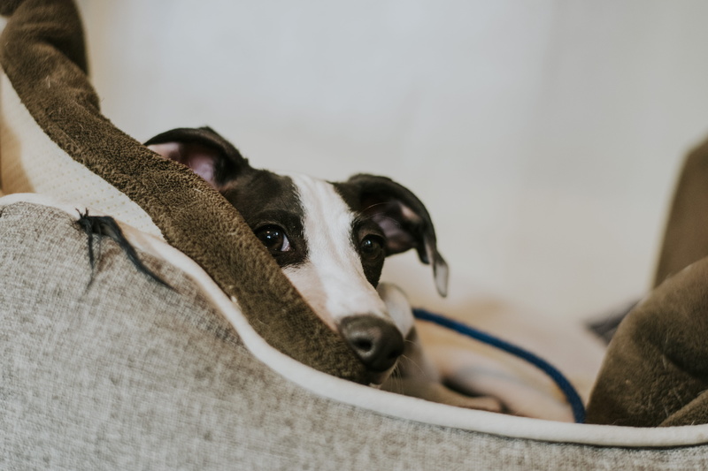 clothing, strap, pet, looking at camera, 5K, animal body part, toe, shoe, dog, heel, seitamaaphotography, animal head, canine, greyhound, selective focus