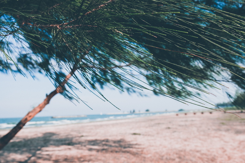 nature, coast, field, hammock, tranquility, sand, palm leaf, ocean, water, focus on foreground, beach, shoreline, selective focus, beauty in nature, 5K