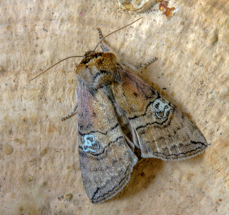 pattern, wings, insect, antenna, animals in the wild, animal wing, brown, animal, butterfly, invertebrate, figure-of-eighty, no people, day, butterfly - insect