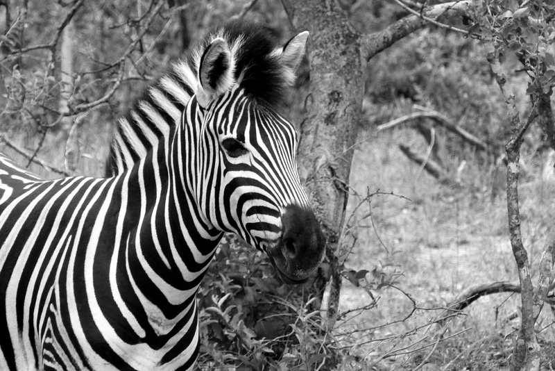 focus on foreground, afrique, outdoors, zèbre, field, africa, no people, animal, beauté, group of animals, day, wilderness, land, beautiful, 4K, safari
