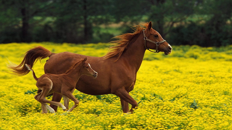 flower field, 4K, colt, horse, horses, baby, field, cute