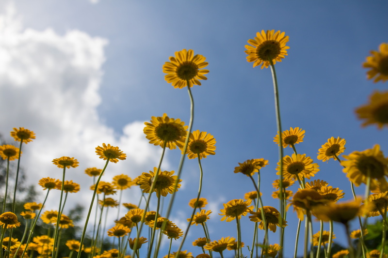 state, sky, focal_length, aperture, f/3.5, low, country, flower, angle, s18, sunflower, ƒ / 4, geo, Macro, sunflowers, mm, Botaniska trädgården, Lund, field