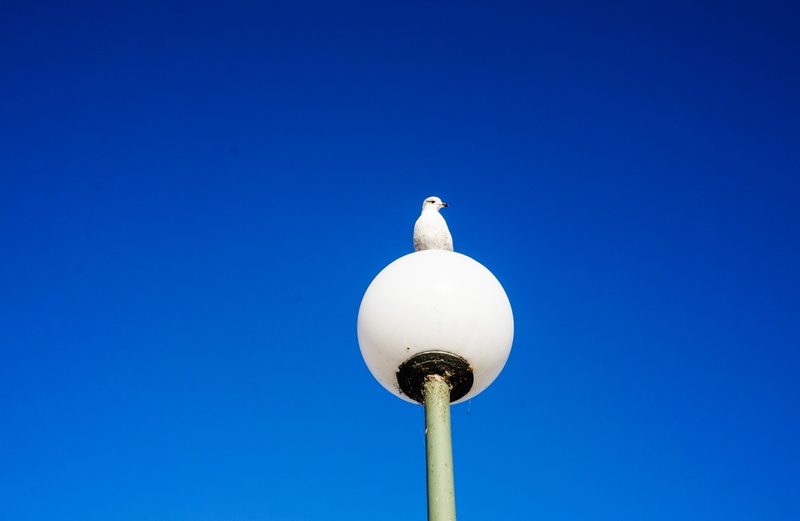 canada, images, blue background, street, outdoors, photography, lighting equipment, gull, sunny, looking, animal wildlife, light, day, vertebrate, street light