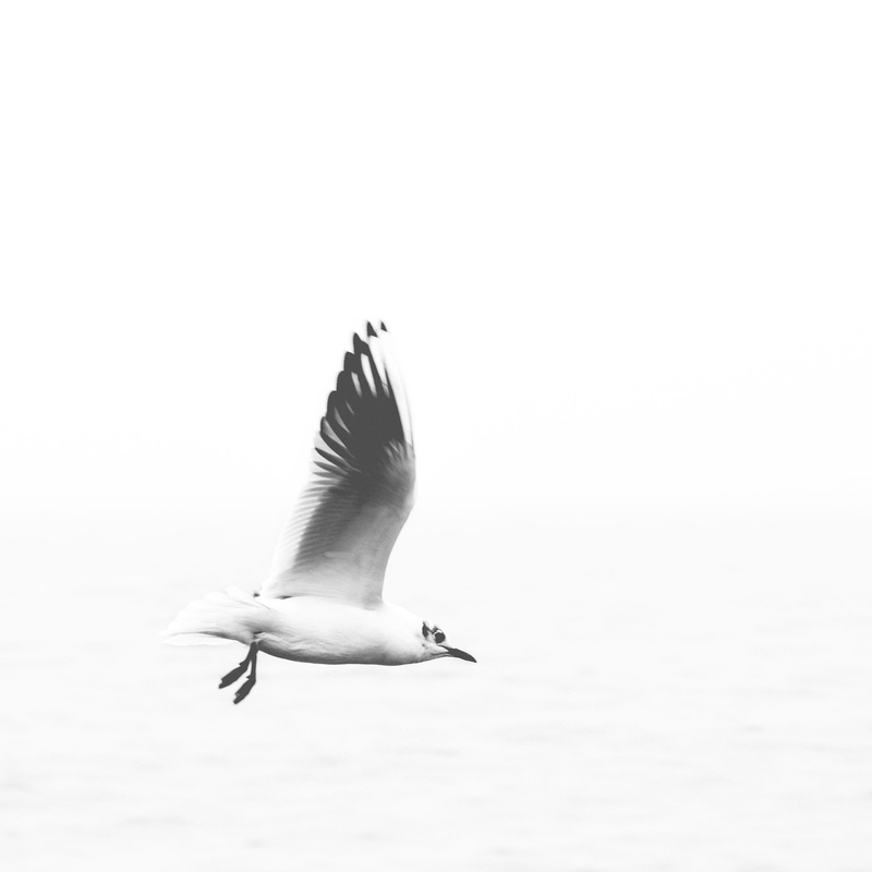 animal, fly, marine, animal wildlife, no people, one animal, animals in the wild, motion, water, day, bird, gul, seagul, white, clear sky, sky, copy space