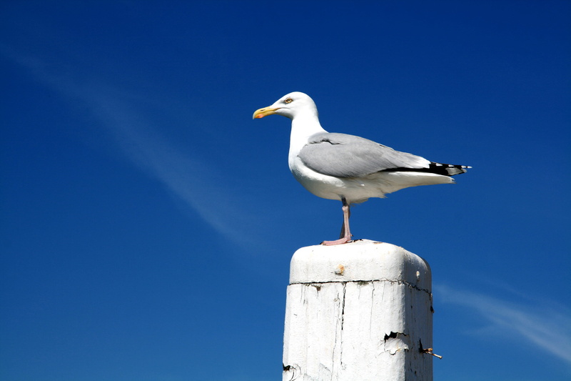 animal wildlife, animals in the wild, copy space, white, sunlight, sky, 4K, clear sky, post, seagull, outdoors, wooden post, perching, day, white color
