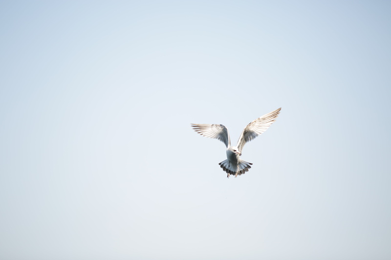 billed, animals in the wild, fauna, dom, birds, sky, full length, birdwatching, flapping, vertebrate, juvenile, feathers, waves, flight, outdoors, seabirds