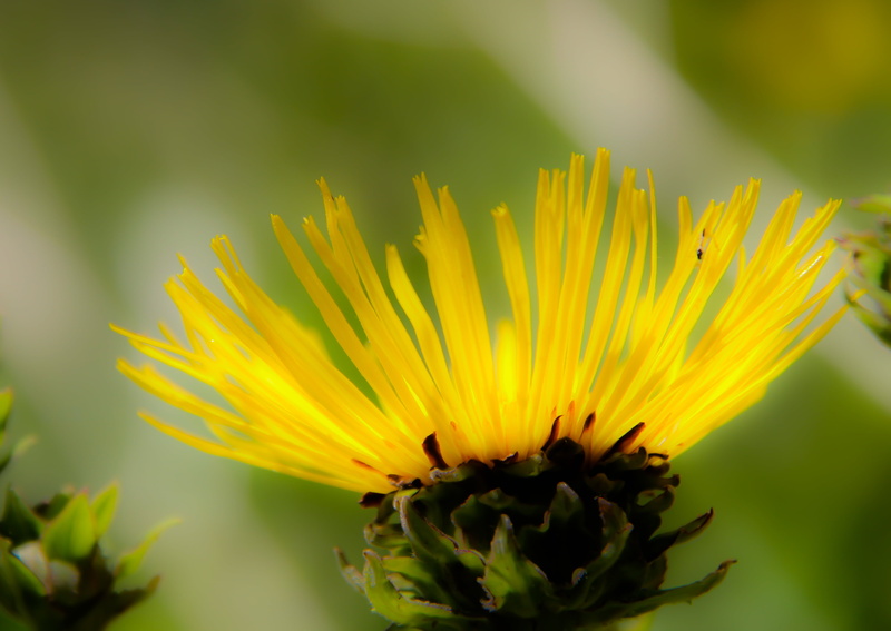 yellow, flower Head, nature, petal, flower, plant, gul, 4K, close-up, summer, aisy, Reaching for the sun