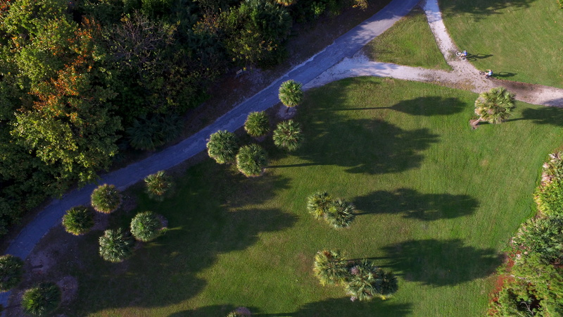 shadow, outdoors, key biscayne, no people, grass, trees, green color, environment, nature, tranquil scene, water, palm trees, 4K, scenics - nature, beauty in nature