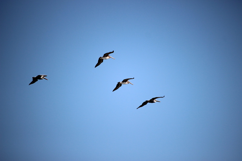 animals in the wild, spread wings, flying, beauty in nature, day, nature, animal wildlife, bird, clear sky, vertebrate, no people, key biscayne, group of animals