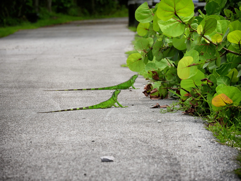 surface level, selective focus, growth, lizard, sunlight, outdoors, concrete, usa, green color, close-up, road, 4K, footpath, plant, street, fragility