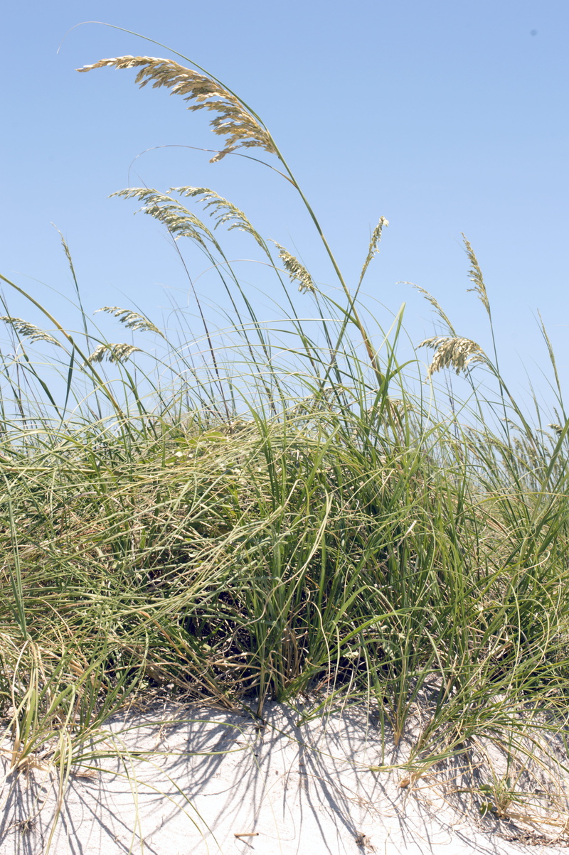 green, environment, nature, vegetation, day, tranquility, blades, sandy, growth, sand, green color, beach, land, timothy grass, sunlight, clear sky, blue