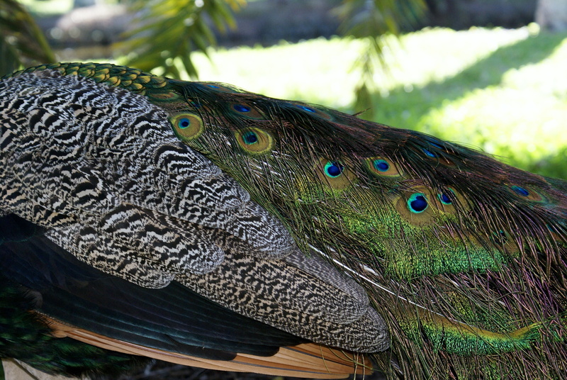 miami, key biscayne peacocks, beauty in nature, animal body part, profile view, animals in the wild, animal wildlife, photography, animal neck, animal head