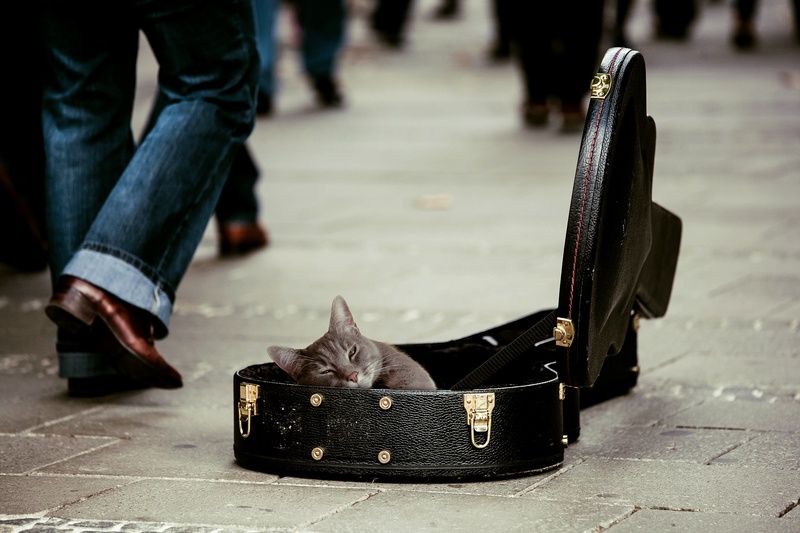 collection, lazy, jeans, social issues, casual clothing, entertainment, one person, cat, kitty, shoe, lifestyles, sidewalk, low section, city, human limb