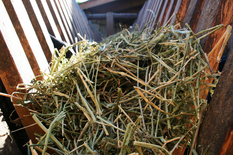 nature, Dry, day, no people, wood - material, Pet Food, leaf, Hay, contributed, plant part, sunlight, abundance, high angle view, close-up, still life