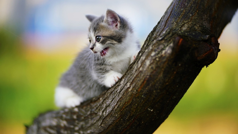 wood, kittens, cat, animals, 1080P