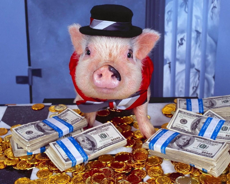 no People, pig, mammal, paper Currency, wealth, dollar, savings, currency, indoors, coin, portrait, economy, us, animal, 720P, pets, animal themes, looking at camera