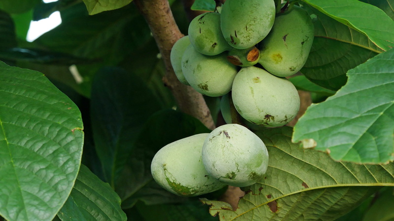 green color, plant part, fragrant fruit, tropical fruit, paw paw, commercially, grows, leaf, s, region, man, poor, ripe, familiar, also, healthy eating
