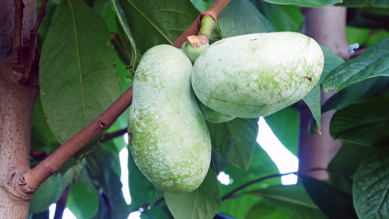 food, fragrant fruit, available, region, prairie, food and drink, ripe, united, close-up, yellow, day, plant, growth, grows, southeastern, popular, paw paw