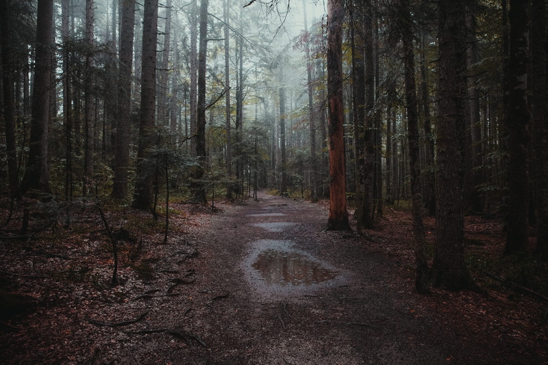 scenics, mystery, colour, tranquil Scene, sunbeam, green Color, serbia, fog, alone, tree Trunk, sun, tara, no People, day, pathway, sunlight, mountain