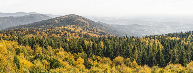 outdoors, landscape, pine tree, light, tranquil scene, background, bavarian forest, mystical, pine woodland, nature, forest, environment, deggendorf, idyllic