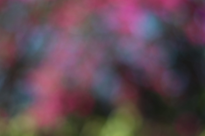 multi colored, pattern, plant, colored background, close-up, colourful, blur, background, abstract backgrounds, flora, green color, blossom, flower, colours