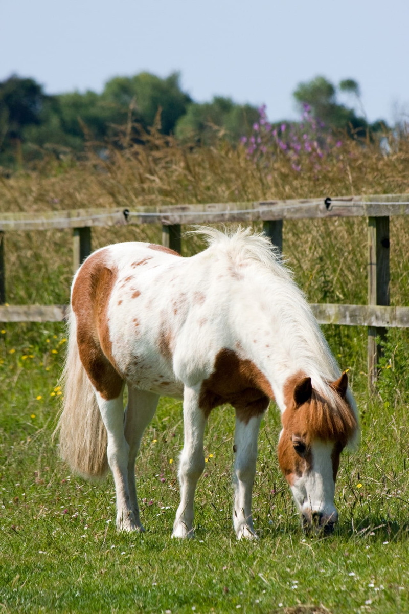 group of animals, white, fence, animal themes, green grass, brown, domestic animals, field, domestic, eating, animal wildlife, pet, animal, livestock, pets