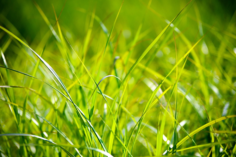 macro, springtime, green color, 5K, sunlight, outdoors, fresh, grass, nature, bright, blade of grass, freshness, selective focus, photography, green, lawn
