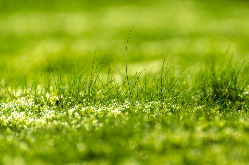 herbs, ray, environment, foliage, relaxation, soft, bright, defocus, outdoors, closeup photography, spring, closeup, golf, turf, backgrounds, concept, sunny