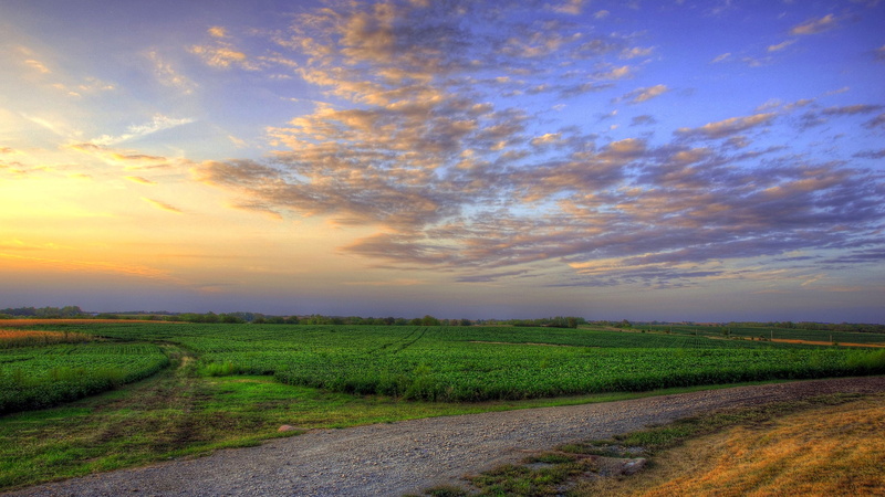 field, cloud - Sky, dusk, plant, pasture, sun, landscape, outdoors, horizon, yellow, backgrounds, day, 2K, rural Scene, forest, growth, farm, nature, no People
