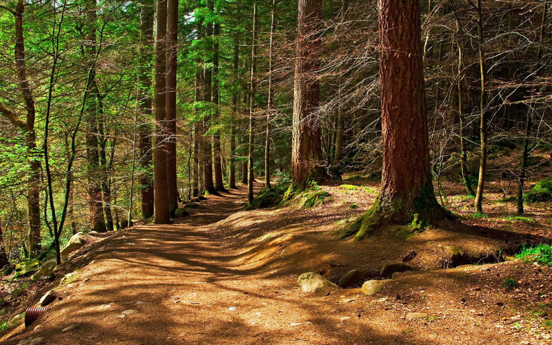 nature and landscapes, blissful, forests, woods, forest, 1080P, trees, nature