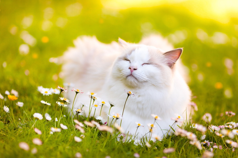 bliss, Daisy, 5K, flowers, cat, Ragdoll